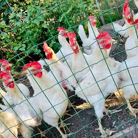 Lejlighed Sabes Altglandorf