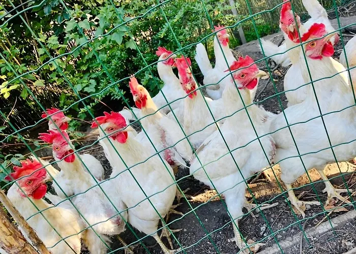 Apartament Sabes Altglandorf